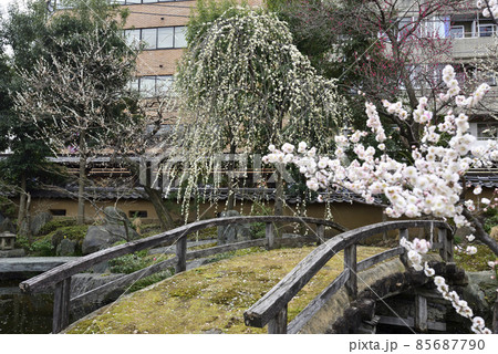 湯島天満宮(湯島天神)梅園(枝垂れ梅) 湯島天満宮(湯島天神)梅園(枝垂れ梅) 85687790
