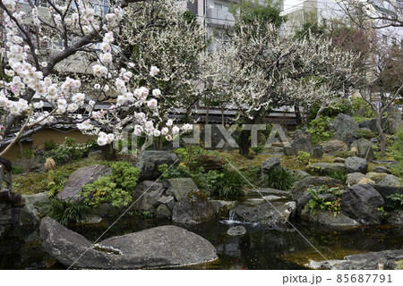 湯島天満宮（湯島天神）梅園（枝垂れ梅） 85687791