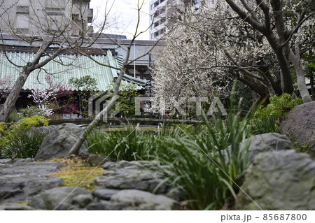 湯島天満宮(湯島天神)梅園(枝垂れ梅) 湯島天満宮(湯島天神)梅園(枝垂れ梅) 85687800