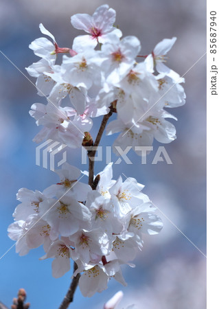 春爛漫満開 85687940