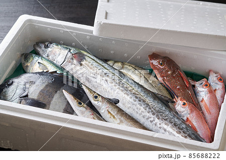 発泡スチロールに詰めた鮮魚 85688222