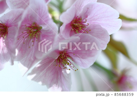 春爛漫満開 85688359