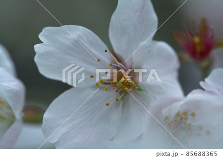 春爛漫満開 85688365