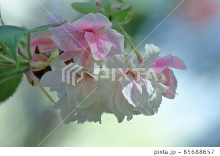 春爛漫満開 春爛漫満開 85688657