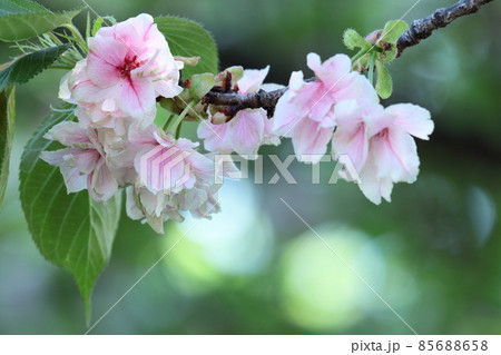 春爛漫満開 春爛漫満開 85688658