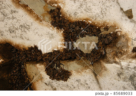 Group of sleeping bats colony in a cave Group of sleeping bats colony in a cave 85689033