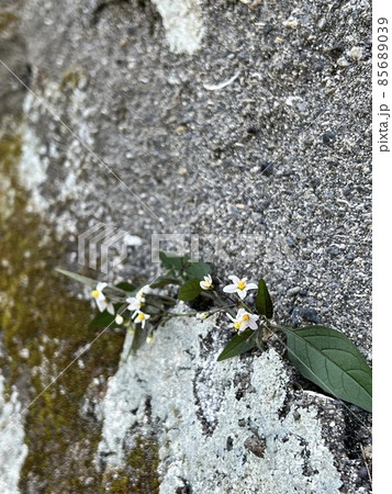 ナス科の花, 白い小さな花, 冬に咲く花 ナス科の花, 白い小さな花, 冬に咲く花 85689039