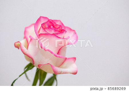 恋愛と結婚運を上げるピンクの薔薇 素材 物撮り 横位置 恋愛と結婚運を上げるピンクの薔薇 素材 物撮り 横位置 85689269