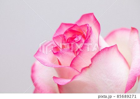 恋愛と結婚運を上げるピンクの薔薇　白バック素材　切花　横位置 85689271