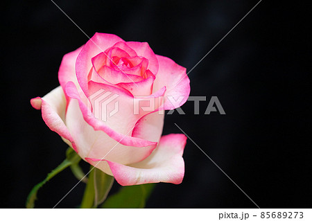 恋愛と結婚運を上げるピンクの薔薇　黒バック素材　切花　横位置 85689273
