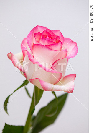 恋愛と結婚運を上げるピンクの薔薇 白バック素材 切花 縦位置 恋愛と結婚運を上げるピンクの薔薇 白バック素材 切花 縦位置 85689279