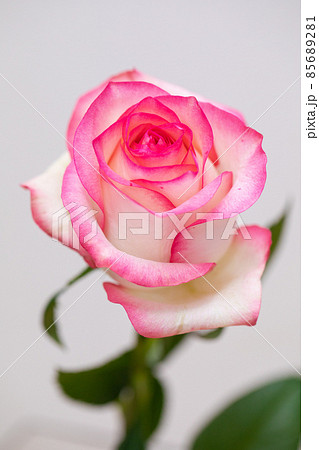 恋愛と結婚運を上げるピンクの薔薇 白バック素材 切花 縦位置 恋愛と結婚運を上げるピンクの薔薇 白バック素材 切花 縦位置 85689281