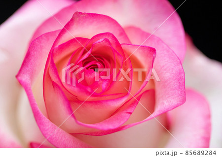 ピンクの薔薇 カードデザイン 恋愛と結婚運 アップ ピンクの薔薇 カードデザイン 恋愛と結婚運 アップ 85689284