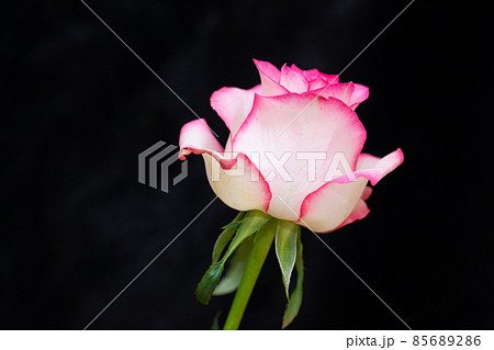恋愛と結婚運を上げるピンクの薔薇　黒バック素材　切花 85689286