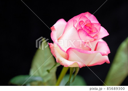 ピンクの薔薇 カードデザイン 恋愛と結婚運 アップ ピンクの薔薇 カードデザイン 恋愛と結婚運 アップ 85689300
