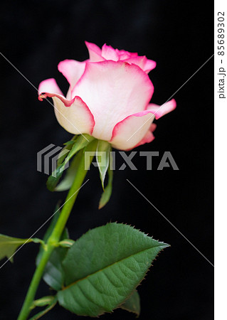 ピンクの薔薇　黒バック素材　恋愛と結婚運　アップ 85689302