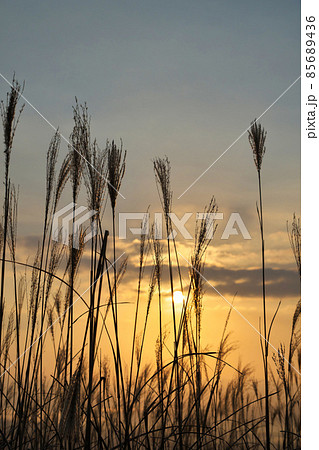 《岡山県》秋の朝、鬼女台から見る風景【11月】 85689436