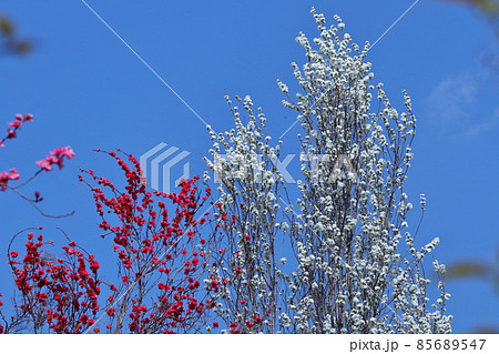 ひな祭りに飾る花 85689547