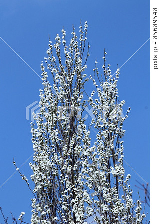 ひな祭りに飾る花 ひな祭りに飾る花 85689548
