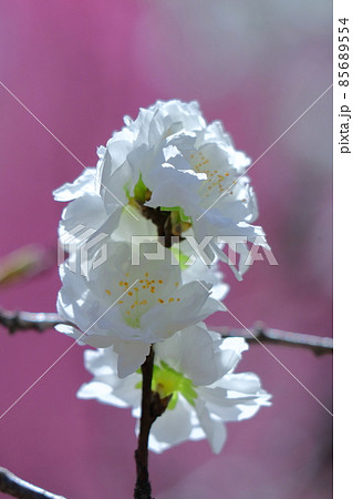 ひな祭りに飾る花 85689554