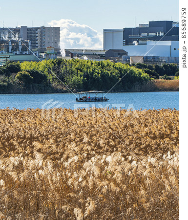 金色に輝くススキと多摩川下流域の風景【神奈川県・川崎市－東京都・大田区】 85689759