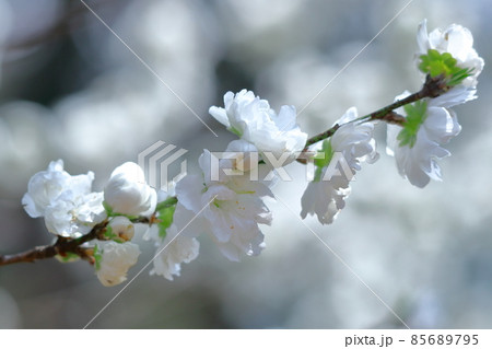 ひな祭りに飾る花 85689795