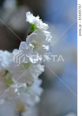 ひな祭りに飾る花 ひな祭りに飾る花 85689797