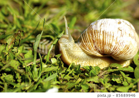 Snail gliding on the wet grass texture. Large white mollusk snails with light brown striped shell, crawling on moss. Helix pomatia, Burgundy snail, Roman snail, edible snail, escargot.  85689946