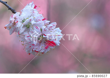 ひな祭りに飾る花 ひな祭りに飾る花 85690027