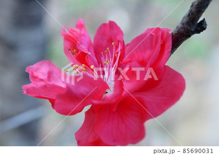 ひな祭りに飾る花 ひな祭りに飾る花 85690031