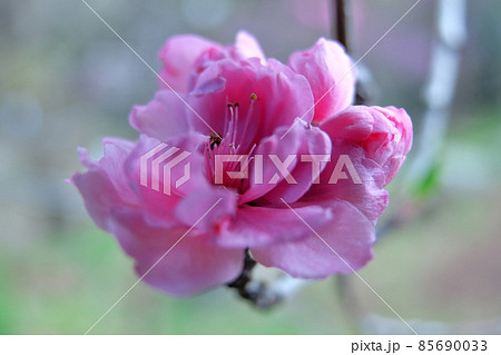 ひな祭りに飾る花 85690033