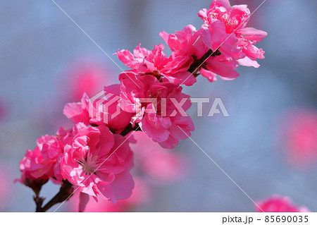 ひな祭りに飾る花 ひな祭りに飾る花 85690035