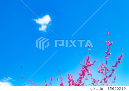 青空と紅梅 青空と紅梅 85690219