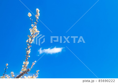 白梅と青空 白梅と青空 85690222