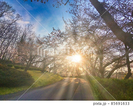 桜ロード 85691633