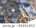 ホオジロ 85691852