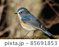 ルリビタキ 85691853