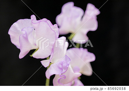 蝶々のようなスイートピー 薄い紫 花言葉は「永遠の喜び」 蝶々のようなスイートピー 薄い紫 花言葉は「永遠の喜び」 85692038