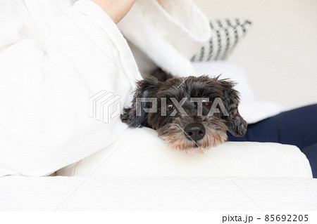 膝の上でくつろぐミニチュアシュナウザー 85692205