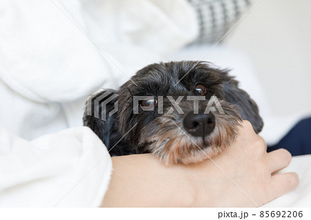 膝の上で撫でられるミニチュアシュナウザー 85692206