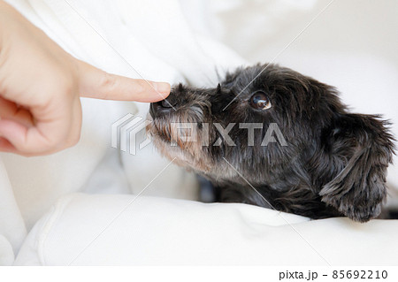 鼻を指差しされるミニチュアシュナウザー 85692210