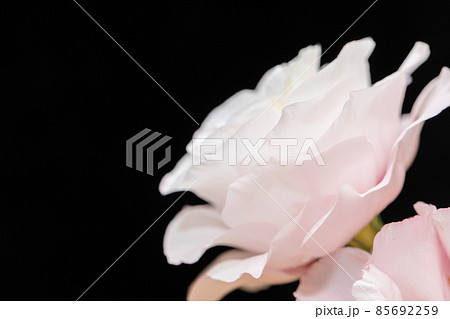 横から見たピンク色のトルコキキョウ 花言葉は優美の写真素材