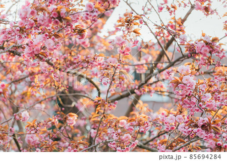 Blooming sakura in spring time on sunset. 85694284