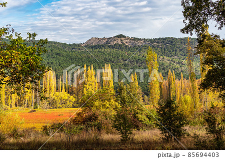 Autumnal Wicker grown in the Natural Park of the Serrania de Cuenca. Canamares, Spain 85694403