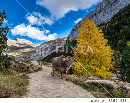 Autumn view of beautiful nature in Ordesa and Monte Perdido NP, Pyrenees, Aragon in Spain. 85694433