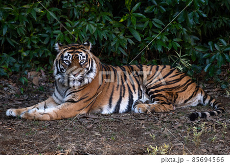 動物園のトラ 85694566