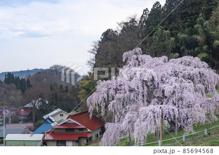 風情ある里山に佇む三春の滝桜　福島県田村郡三春町 85694568
