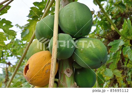 パパイヤの実 85695112