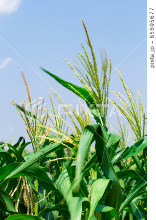 Corn field farmland with blue sky Corn field farmland with blue sky 85695677