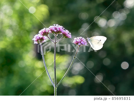 柔らかな日差しの下で紫色の花（八尺バーベナ）の蜜を吸うモンシロチョウ　逆光で羽が少し透けてま 85695831